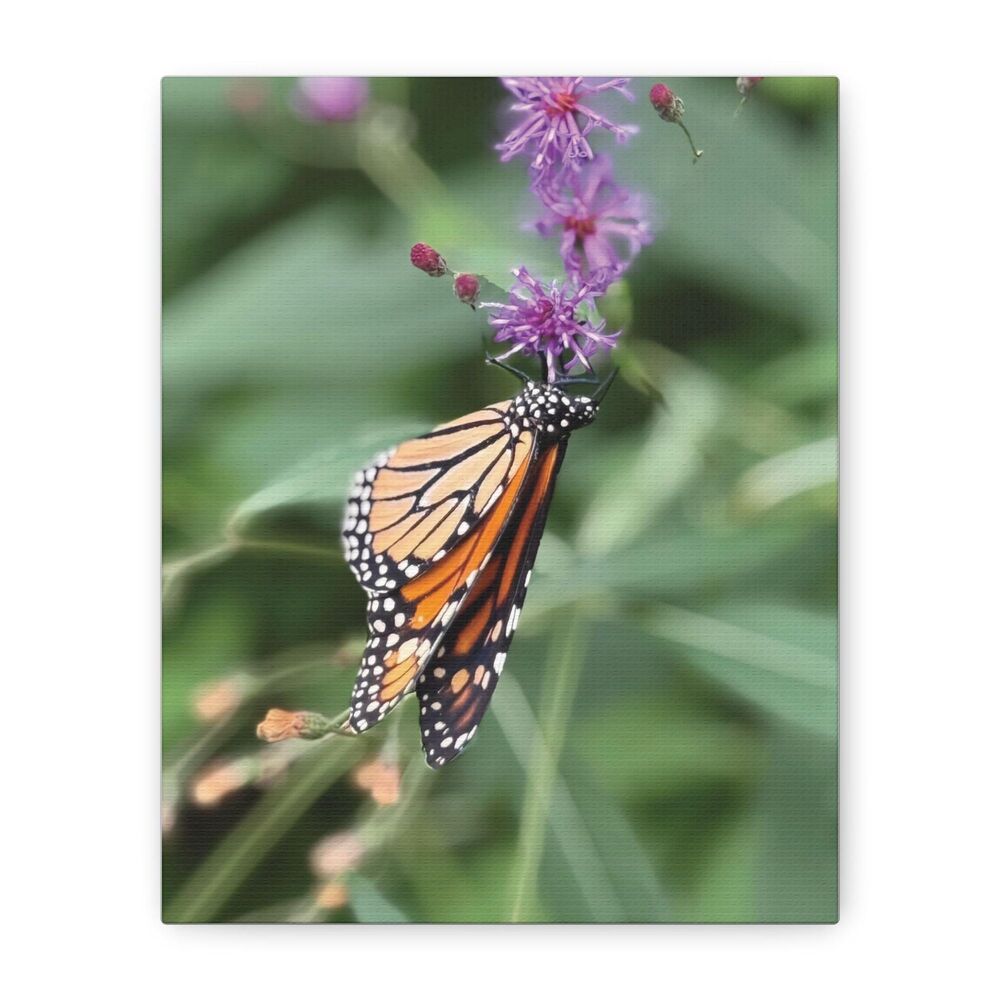 Monarch Butterfly Wall Art | Nature Photography Print | Botanical Canvas | Polli